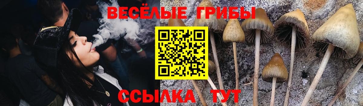 Псилоцибиновые грибы Psilocybe Среднеуральск